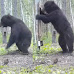 Hilarious Video Shows Bear Reacting To a Mirror in The Forest
